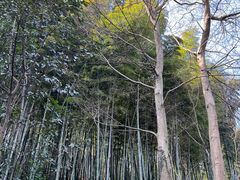 -上海佘山国家森林公园西佘山园