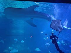 -烟台海昌鲸鲨海洋公园