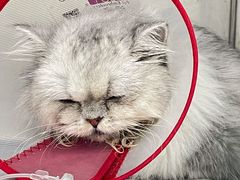 -瑞派长江宠物医院·猫科·外科·24小时夜护(谊城公寓分院)