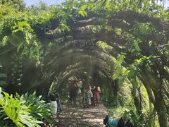 -广西壮族自治区药用植物园