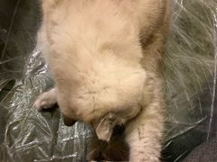 -猫色咖啡·猫咖