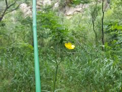 -碓臼峪自然风景区