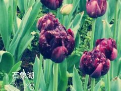 -保利石象湖景区