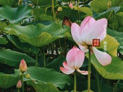 -七桥瓮公园