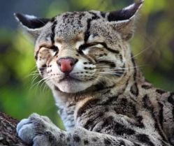 -上海交通大学医学院附属上海儿童医学中心(陆家嘴总院区)