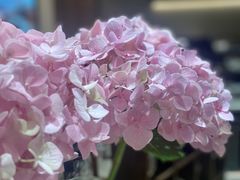 -小西家作(富力爱丁堡店)