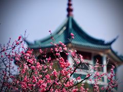 -无锡梅园公园