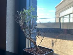 -苏帮袁·竹(北京坊店)