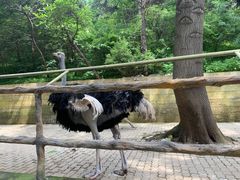 -燕塞湖鸟语林景区