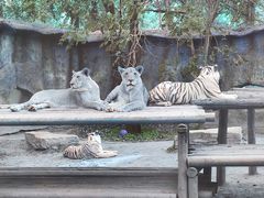 -北京野生动物园