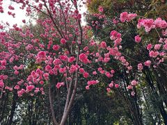 -洛龙公园