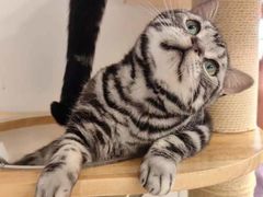 -有喵·猫咖·狗咖·30几只猫10只小狗(岗厦店)