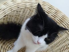 -李小姐の猫咖啡馆(五角场店)