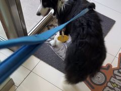 -纳吉亚猫专科动物医院博雅分院