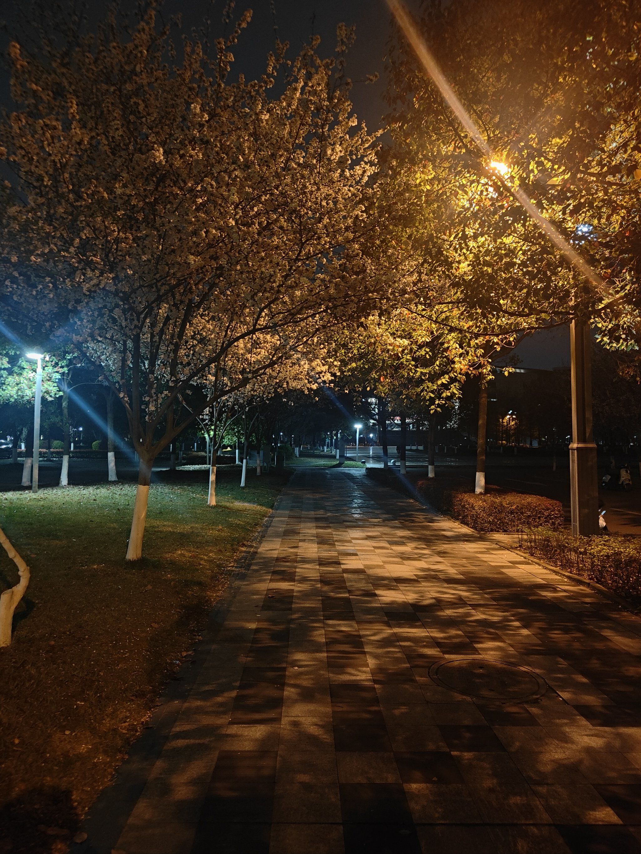 夜晚的樱花,宁静而安详[微笑][愉快]