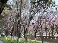 -望江楼公园