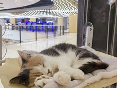 -COLOR PETS 撸猫馆·购猫·猫咖(长风大悦城店)
