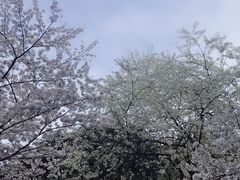 -武汉大学-樱园