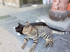 -龙华素斋(龙华路店)