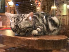 -more than meow吴止猫主题餐厅(承德 中船汇店)