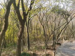 -紫金山山顶公园