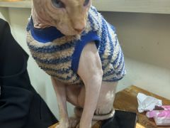 -猫小院猫主题餐厅(南锣旗舰店)