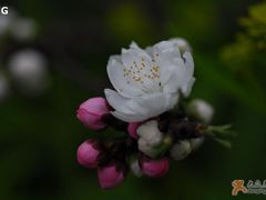 -南汇桃花村