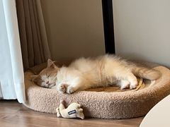 -老吴的猫·猫舍(新区店)