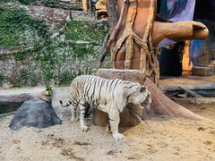 -清迈夜间动物园