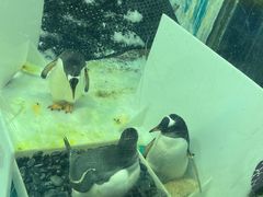 -正佳极地海洋世界