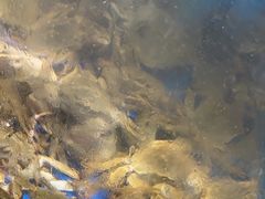 -四海蒸鲜蒸汽海鲜自助(北戴河店)