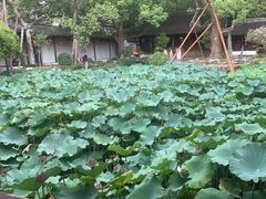 -上海醉白池公园