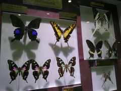 -上海昆虫博物馆