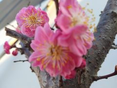 -美味居(古城店)