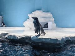 -北海海底世界