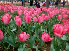 -洛阳郁金香牡丹园