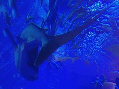 -成都浩海立方海洋公园