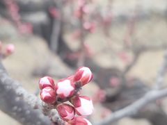 -闻道食府烙饼卷带鱼(原车耳营店原大觉寺店)
