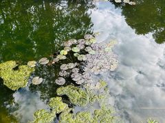 -上海滨江森林公园
