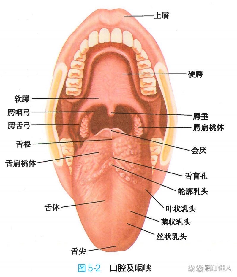 硬腭位置图片