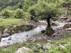 -狮子沟牧场