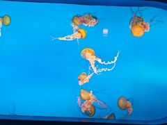 -太平洋海底世界