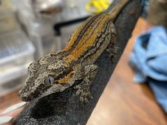 -酷以爬仙阁实体爬宠店·守宫·蜥蜴·专业繁育