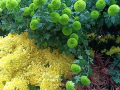 -杭州植物园