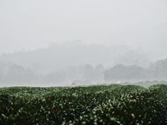 -中国茶叶博物馆(双峰馆区)