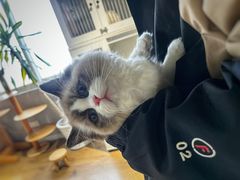 -东方名猫馆·英短金渐层布偶猫舍(环线广场1号楼店)