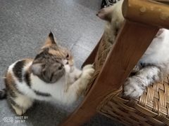 -猫色咖啡·猫咖