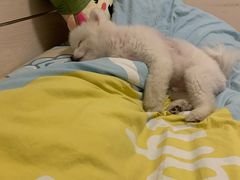 -宠爱国际动物医院· 猫科· 外科·中兽医(长白店)