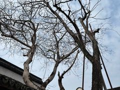 -乌镇东栅景区