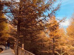 -苏木山森林公园